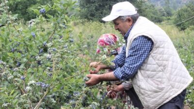  Yaban Mersini Yüzleri Güldürdü
