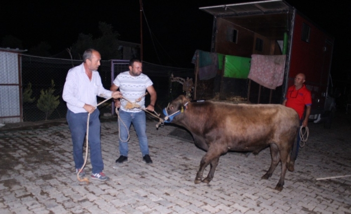  Erzincan Üzümlü'de, Kurban Bayramı’ndan Bir Gün Önce Kaçan Ve
