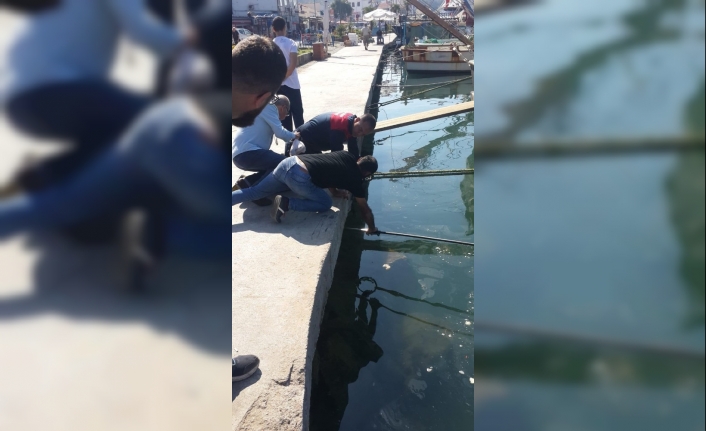 Ayvalık İtfaiyesi Denize Düşen Ve Boğulma Tehlikesi Geçiren Kediyi Kurtardı.
