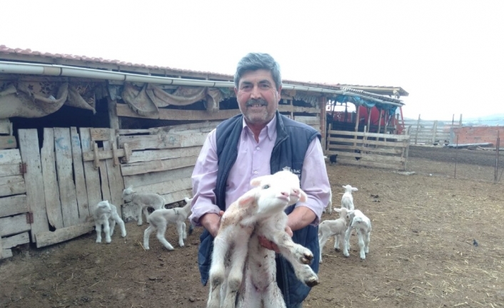  Balıkesir'in Bigadiç İlçesinde Hayvancılık Yapan İsmail Can'a Ait Koyun