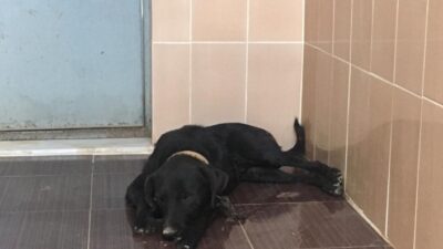 İzmir'in Torbalı İlçesinde Bir Köpek, Kimliği Belirsiz Kişi Veya