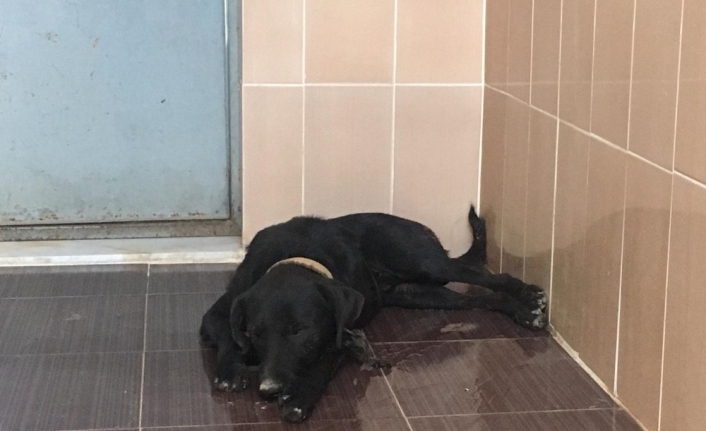  İzmir'in Torbalı İlçesinde Bir Köpek, Kimliği Belirsiz Kişi Veya