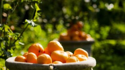  Portakal Rekoltesi 264 Bin 468 Ton Olarak Tahmin Ediliyor.