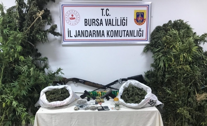 Bursa Jandarma Ekipleri, Evlerinin Bahçesinde Kenevir Yetiştirdikleri Yönünde İhbar