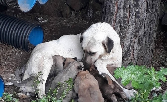 Erdek İlçesi’nde bir sokak köpeği ve 8 yavrusu ile ikisi