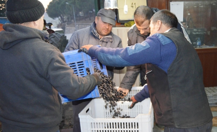  Erdek'te Zeytin Tarım Satış Kooperatifi 25 Ekim Tarihinde Zeytin