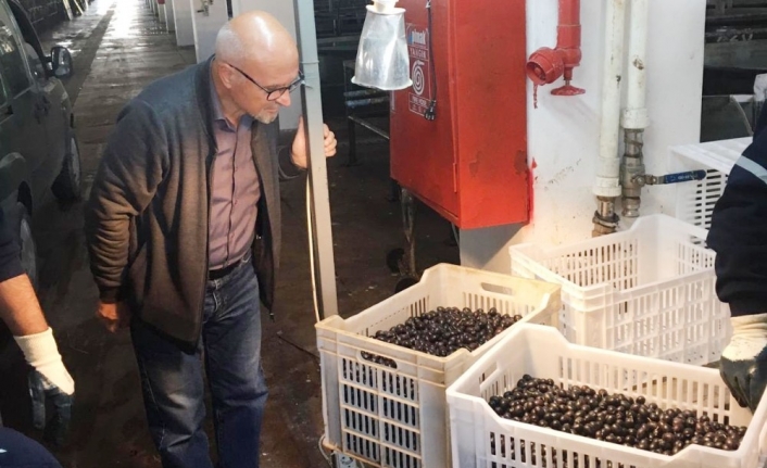  Erdek Zeytin Tarım Satış Kooperatifi, Zeytin Alımlarına Devam Ediyor