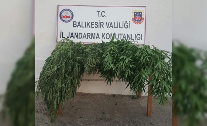 Bidadiç'in Güvemçetmi Kırsal Mahallesinde Evinde Kenevir Bitkisi Yetiştiren Şahsa Jandarma