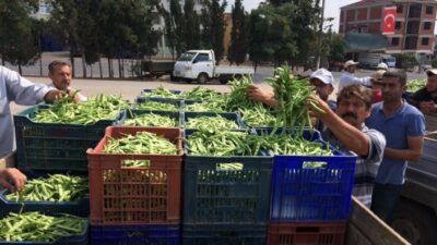  İznik İlçesinde Fasulye Çiftçinin Yüzünü Güldürdü.
