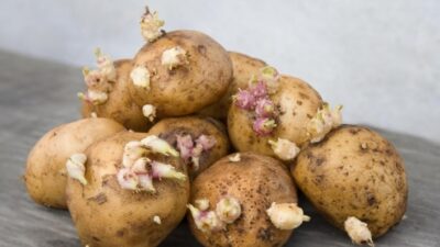 Doğru koşullarda saklanmayan patates, yeşillenip filizlendiği zaman zehirleyerek ölüme yol