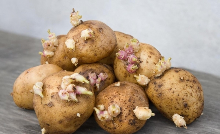 Doğru koşullarda saklanmayan patates, yeşillenip filizlendiği zaman zehirleyerek ölüme yol