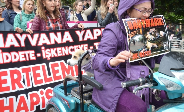 Bursa’da bir araya gelen hayvanseverler, son günlerde Türkiye’nin çeşitli illerinde