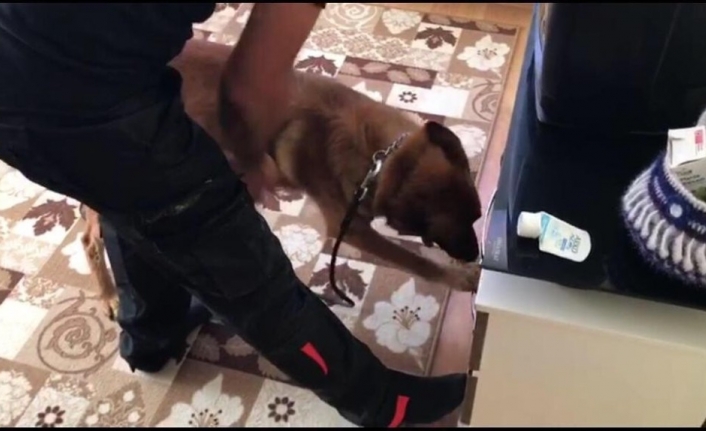  Balıkesir'de Narkotik Polisleri Ve Dedektör Köpek Helyus'la Yaptığı Operasyonunda