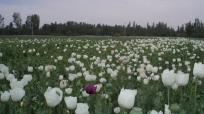 Türkiye'den Hindistan'a Beyaz Haşhaş İhracatinda Yaşanan Sorun, Elektronik Ortamda Takip