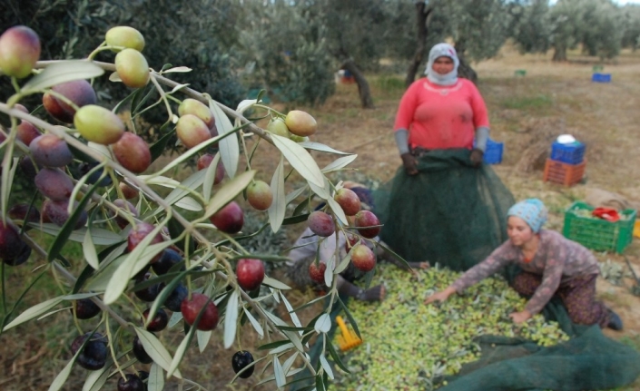  Edremit Körfezinde Ve Kuzey Ege’de Zeytin Üretiminde Bu Yıl