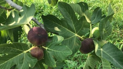  Hem Sağlığa Faydası Hem De Lezzeti Nedeniyle Popülerliği Her