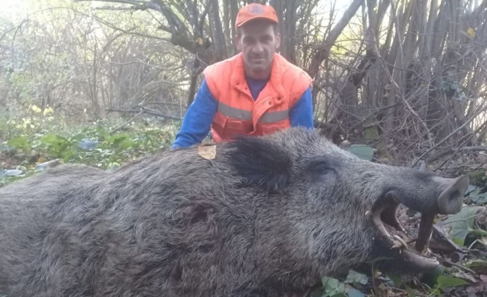  Bursa'nın İnegöl İlçesinde, Avcılar Tarafından 316 Kilo Ağırlığında Yaban