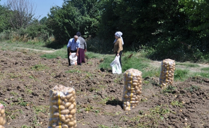  Türkiye'nin Önemli Patates Üretim Merkezlerinden Bursa'nın İnegöl İlçesinde Hasat