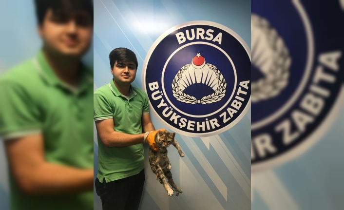  Kuyruğu Kesilen, Arka Ayaklarına Yapıştırıcı Madde Dökülen Kedi, Bursa
