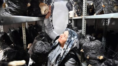 İzmir Büyükşehir Belediyesinin verdiği eğitim ve desteklerle istiridye mantarı üretimine