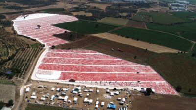  İzmir’in Torbalı İlçesinde Kurutulmak Üzere Tarlalara Serilen Domatesler Ovaları