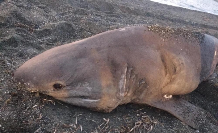  İzmir’in Seferihisar İlçesinde ‘boz Camgöz’ Türüne Ait 3 Metre