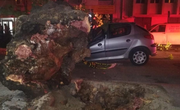  İzmir’in Konak İlçesinde 3 Otomobilin Üzerine Ağaç Devrildi. Devrilme