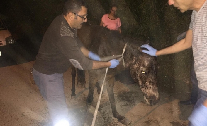 İzmir’de, Buca Gölet Tesisleri yakınında çarptığı araba tarafından kaderine terk