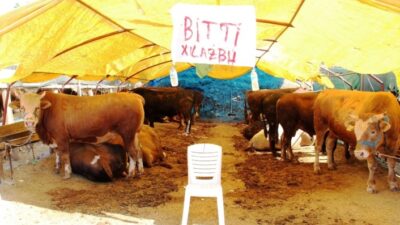  Kurban Bayramına Sayılı Günler Kala Anadolu’nun Çeşitli Yerlerinde Yetiştirdikleri