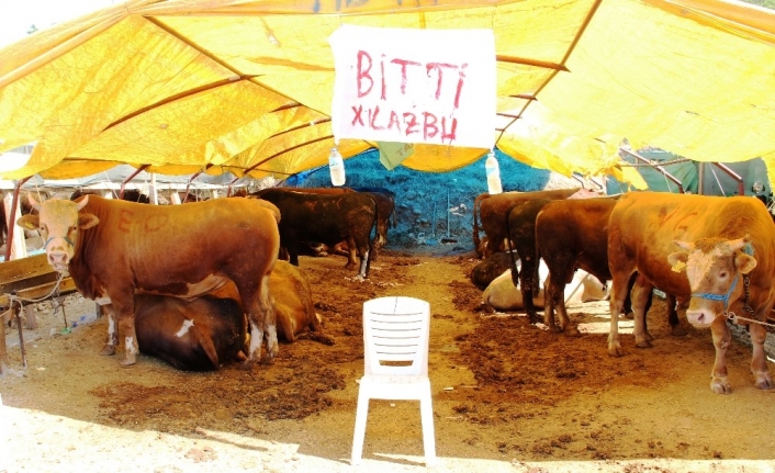  Kurban Bayramına Sayılı Günler Kala Anadolu’nun Çeşitli Yerlerinde Yetiştirdikleri