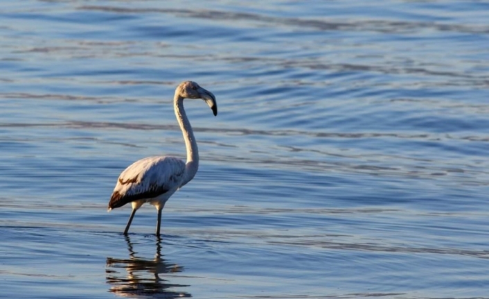 Bursa’nın İznik ilçesinde ilk kez bir flamingo görüldü.Tek başına İznik