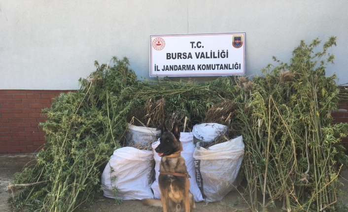  Bursa İl Jandarma Komutanlığı Ekipleri Mudanya İlçesinde Vatandaşın Şüphelenerek