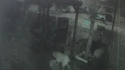  Bursa'nın İnegöl İlçesinde, Gövdesinden Ayrılarak, Sokağa Atılmış Yavru Kedi