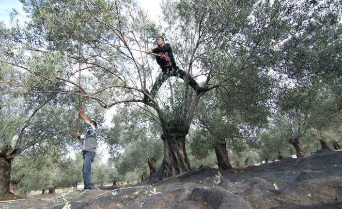  Balıkesir’in Edremit Körfezi İlçelerinde Zeytin Hasadı Ve Zeytinyağı Üretimi