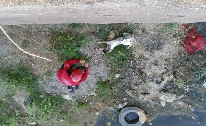  Balıkesir’in Havran İlçesinde Havran Çayi Kanalına Düşen Yavru Köpeği