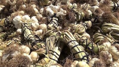 Tıp dünyası kanserle mücadelede baş döndürücü gelişmelere sahne olurken, Medikal