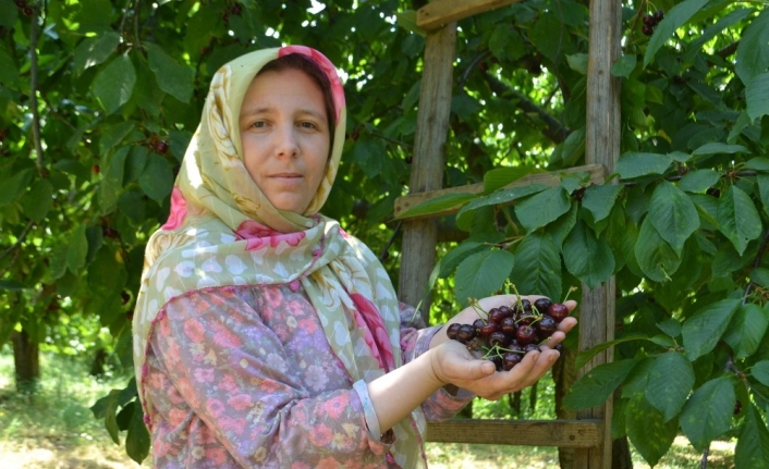 Bursa’nın İnegöl ilçesinde kiraz hasadı devam ediyor. Karabodur kirazı üreticinin