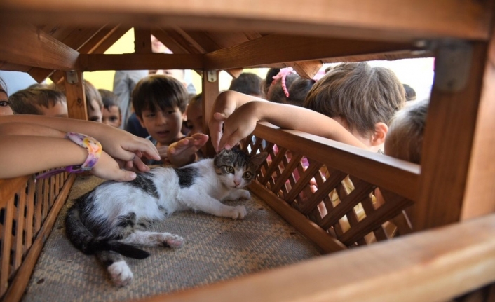  Karesi’deki Okullar Sokak Hayvanlarını Sahipleniyor