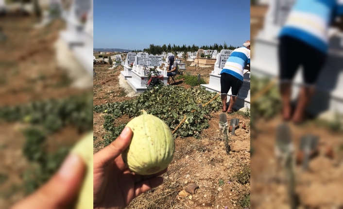 Çanakkale Şehir Mezarlığı’nda Bir Mezardan Çikan Kavunlar Dikkat Çekti. Mezarın