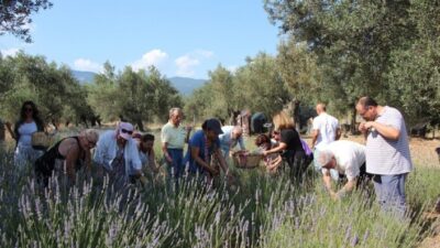  Balıkesir’in Edremit İlçesinde Kazdağları’nın Eteklerinde Dikilen Lavanta Tarlalarında Hasat