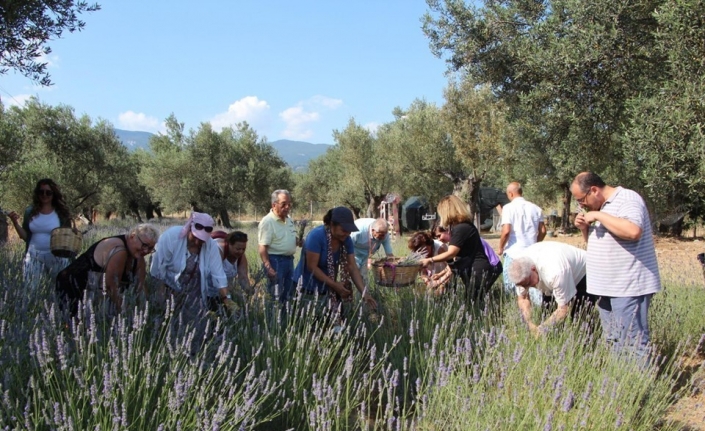  Balıkesir’in Edremit İlçesinde Kazdağları’nın Eteklerinde Dikilen Lavanta Tarlalarında Hasat