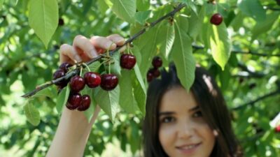  Yenişehir İlçesinde Meyveler Para Yapmayınca Dalında Kaldı. Üreticiler Çareyi
