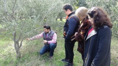 Balıkesir Üniversitesi Edremit Meslek Yüksek Okulu’nda (MYO), Edremit MYO Zeytincilik