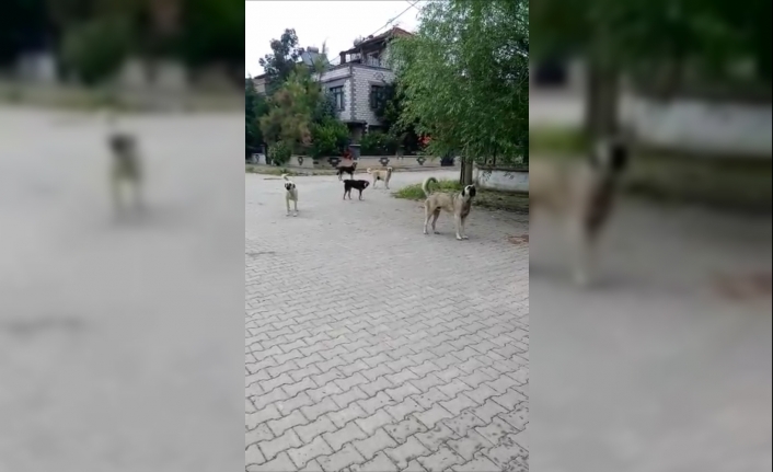 Bursa’nın İznik ilçesinde başıboş köpekleri cep telefonu ile görüntülemek isterken