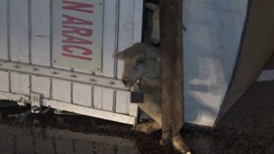  Bursa’da 40 Kuzunun İçinde Bulunduğu Kamyonun Devrilmesi Sonucunda Sürücü