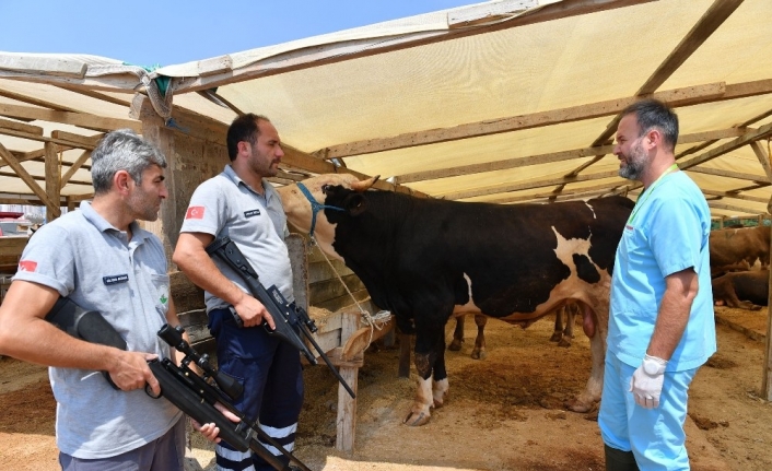  Tim, Kaçan Büyükbaş Hayvanları Sakinleştirici İğne İle Zarar Görmeden