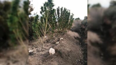  Bursa’nın Yenişehir İlçesinde Bir İhbari Değerlendiren Jandarma, Ormanlık Bölgede