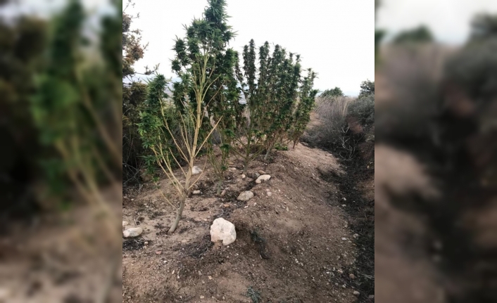  Bursa’nın Yenişehir İlçesinde Bir İhbari Değerlendiren Jandarma, Ormanlık Bölgede