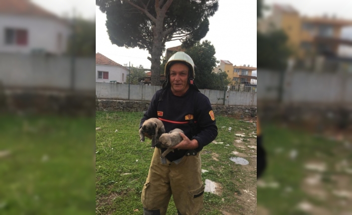  3 Metre Derinliğindeki Kuyuya  Düşen Yavru Köpekler Kurtarıldı.