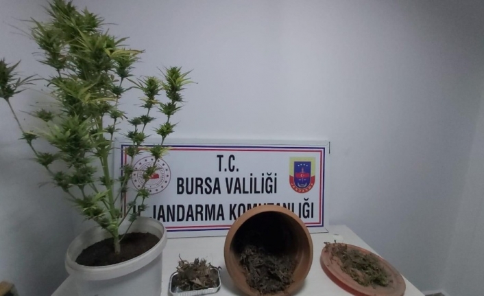  Bursa İnegöl Jandarma Komutanlığı Ekipleri, Kalburt Mevkisinde Bulunan Lokanta